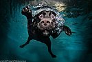 Underwater Dogs by Seth Casteel