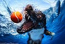 Underwater Dogs by Seth Casteel