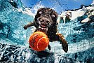 Underwater Dogs by Seth Casteel