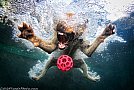 Underwater Dogs by Seth Casteel