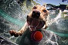 Underwater Dogs by Seth Casteel