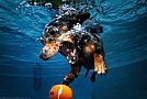 Underwater Dogs by Seth Casteel