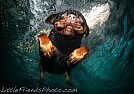 Underwater Dogs by Seth Casteel