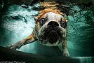 Underwater Dogs by Seth Casteel