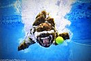 Underwater Dogs by Seth Casteel