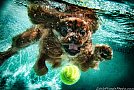 Underwater Dogs by Seth Casteel