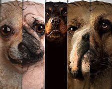 Camisetas de cachorros, estampas com fotos de diversas raças