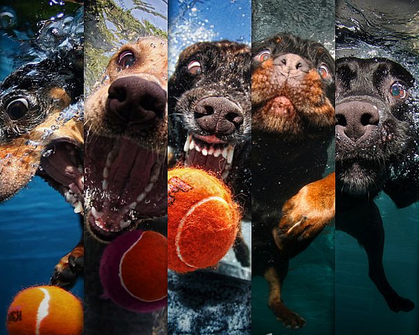 Coleção de fotos de cães de baixo da água por Seth Casteel