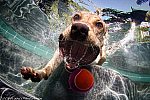 Underwater Dogs by Seth Casteel
