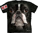 Boston Terrier