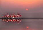 Flamingos - foto de Anna C.