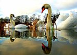 5x2 Swans - foto de Nicolas Valentin